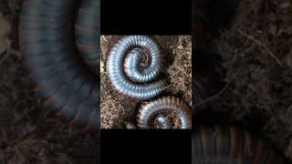 Deadly Amazon Millipede 😱 [upl. by Aihsenyt]