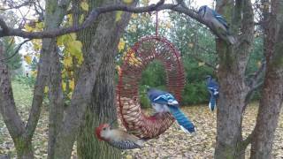 Peanut Wreath Feeder [upl. by Noevart]