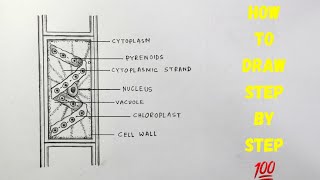 How to draw diagram of spirogyra easily  step by step  Labelled diagram of spirogyra [upl. by Osner127]