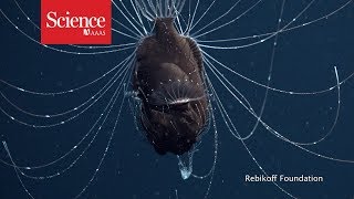 First footage of deepsea anglerfish pair [upl. by Bicknell]