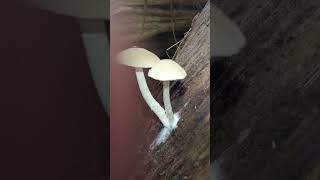 Two beautiful Psathyrella mushrooms fungi mushroom [upl. by Ahseek]