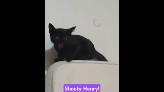 Shouty Henry the mini panther [upl. by Gerrie]