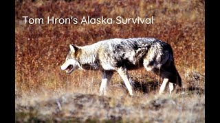 ALASKA WOLVES KILL AND EAT SCHOOLTEACHER [upl. by Ely163]