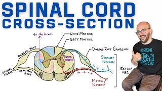 Spinal Cord CrossSection  Anatomy Reflex Arc and AscendingDescending Tracts [upl. by Lindsay]