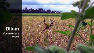 Yellow garden spider Argiope appensa [upl. by Harhay527]