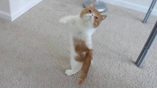 Cute Dancing Kitten [upl. by Otila376]