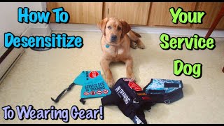 How To Vest Train A Service Dog In Training [upl. by Ause]