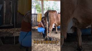 milking parlour for dairy cattle ❤️ shorts [upl. by Candy]