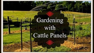 Gardening with Cattle Panels [upl. by Nanyk]