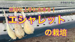 【プロが教える】エシャレット 栽培 タネのハシモト [upl. by Llerrad]