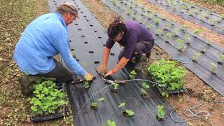 Cultivarea Ecologică a Căpșunului Timpuriu în Câmp Deschis PLANTAREA IN CIMP 1016 [upl. by Ema]