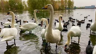 Amazing new addition to lakeside’s mute swan flock 🦢 Whooper or Bewick’s [upl. by Frans63]