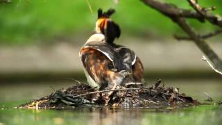 Great Crested Grebes with babies  Wildlife  HD quality [upl. by Aivat]