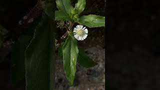 Flowers leaves and habitat of Eclipta prostrata medicinal botanicalgarden odisha garden [upl. by Iderf]