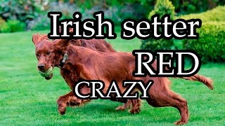 Irish setter Red setter CRAZY [upl. by Eentruoc]