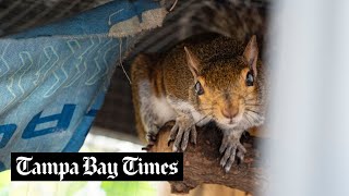 In St Petersburg Squirrelly AF rescues teaches about squirrels [upl. by Ettenot626]