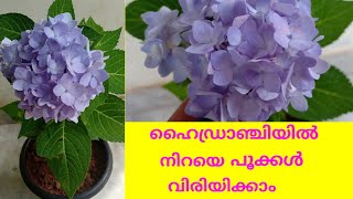 Hydrangea plant care in Malayalam ഹൈഡ്രാഞ്ചിയ [upl. by Norford]