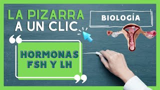 Todo lo que debes saber de las hormonas FSH y LH  LA PIZARRA A UN CLIC BIOLOGÍA [upl. by Esyak]