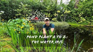 Pond plant A to Z The Iris [upl. by Dallon627]