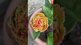 How To Grow Tulips From Bulbs Into Beautiful Flowers [upl. by Dicks]