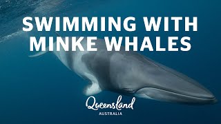 Swimming with Minke Whales on the Great Barrier Reef [upl. by Ennaimaj809]