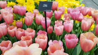 26 Types of Tulip Flowers [upl. by Ahcrop]