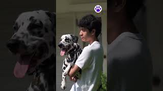 ¿CÓMO CUIDAR UN PERRO DÁLMATA GUÍA DE CUIDADOS ESPECIALES 🐶 Shorts Dalmatians CuteDog Dog [upl. by Kaazi]