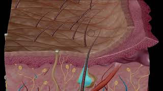 Estructura y función de la piel [upl. by Hodge]
