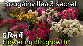 Bougainvillea 👉3 secret👉 flowering और growth 5 दिन में होगी [upl. by Brooking]