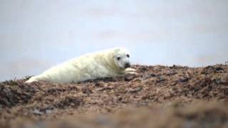 Cute Seal Pup on Walney Island Video 1 [upl. by Stelle]