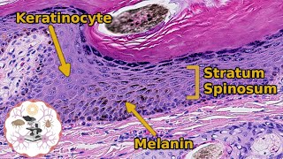 Histology of the Epidermis  Its Skincredible [upl. by Suhail]