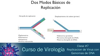 Clase 7  Replicación de Virus con Genoma de DNA [upl. by Maghutte]