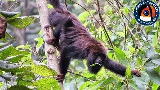 The howler monkey SCREAMS [upl. by Walkling]