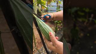 Peerkangai amp Papaya Grown in our House Garden vegetable peerkangai papaya youtubeshorts garden [upl. by Naret]