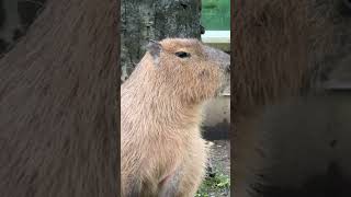 Capybaras sound animalsounds capybara capybarasound [upl. by Marola]