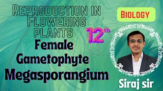 The PistilMegasporangium and Embryo Sac Class 12MegasporogenesisSexual reproduction in plants [upl. by Michele]