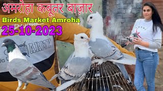 Amroha kabootar market 🕊️ 25102023 अमरोहा कबूतर बाज़ार। Gola kabootar market Bird market India [upl. by Divd]