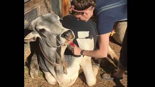 Deworming Cows Naturally  Natural Cow Care [upl. by Anairol]