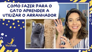 Como fazer para o gato aprender a utilizar o arranhador [upl. by Tupler]