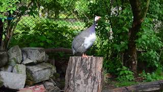 Female guinea fowl sound [upl. by Anitnuahs15]