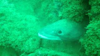 THE FEEDING OF ONE OF THE LARGEST CONGER EELS [upl. by Ajram575]