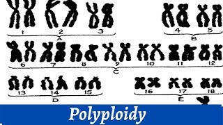 Causes Of Polyploidy Of Chromosomes  Chromosomal Study  Histology [upl. by Drescher710]