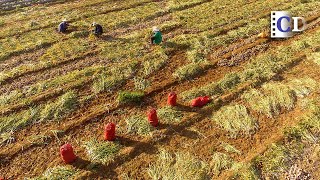 Where Are The Main Garlic Producing Areas In China？The Garlic Harvest in China  China Documentary [upl. by Acyre]