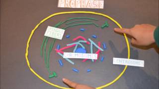 The Cell Cycle Stop Animation [upl. by Edric]