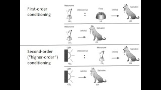 PSYC 370 Video Lecture  HigherOrder Conditioning [upl. by Archibald]