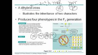 Mendelian genetics 3 [upl. by Gillmore]