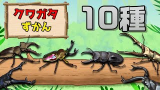 【こんちゅうアニメ】クワガタ図鑑〈最強10種類〉オオクワガタ、ミヤマクワガタ、パラワンオオヒラタクワガタ、ギラファノコギリクワガタ〈昆虫図鑑〉【insect beetle stag animation [upl. by Dole]