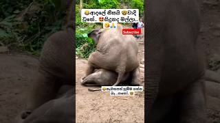 Nena නේනා Thiwanka Dilshan ytshorts short trending Song Tiktok shortvideo Elephant 🥰 [upl. by Oloapnaig303]