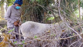 Video Donkey Funny Video Amazing Man Living With Donkey 2021 4k video DH [upl. by Natan]