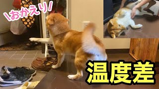 【柴犬】お出迎え後の温度差がお母さんとお兄ちゃんで違いすぎる犬 [upl. by Tommy323]